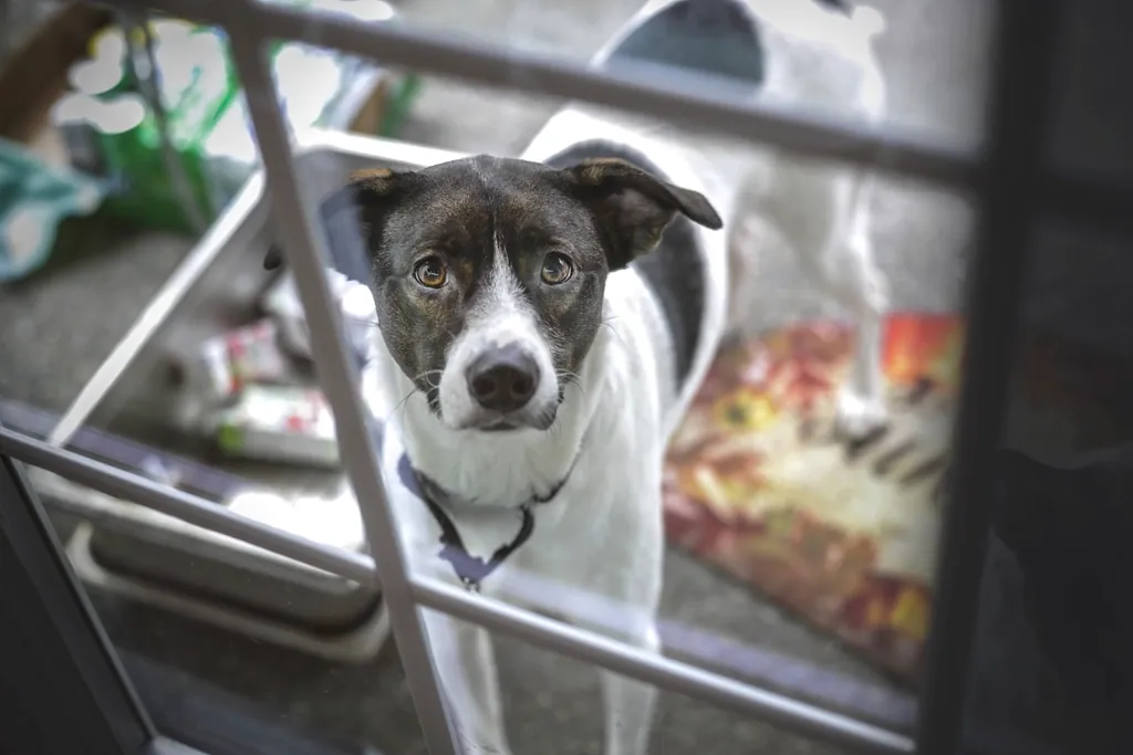 Street animal rescue