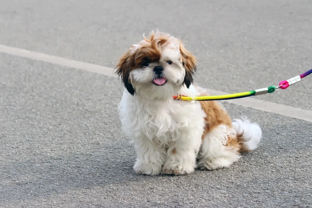 Community neutering and vaccination