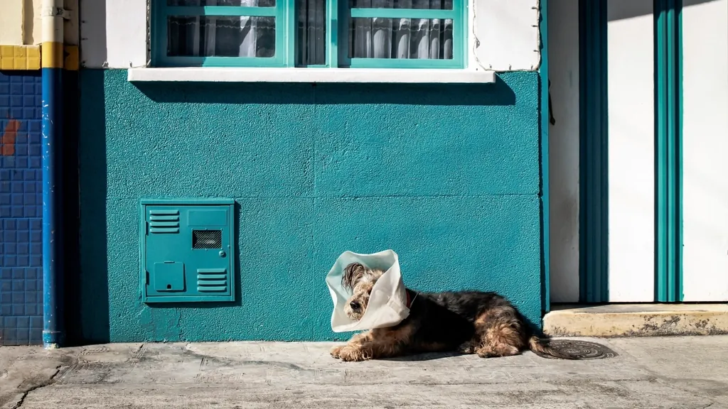 Street dog rescue and rehabilitation