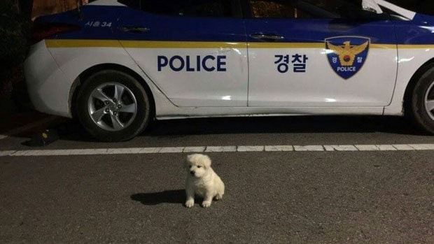 Little Lives on a Seoul Street